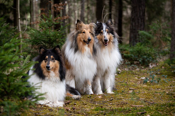Landhaar Collies