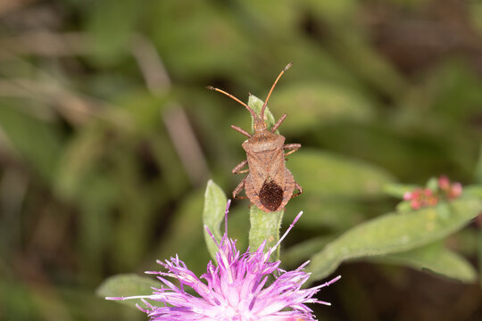 Dock Bug (Coreus marginatus) type of Squashbug on some Knapweed