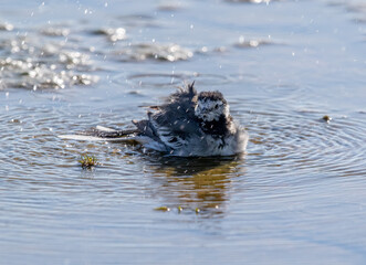 Pied Wagtail (motacilla alba) Taking a Bath in Shallow Water