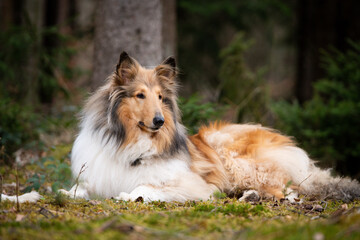 Sable Langhaar Collie