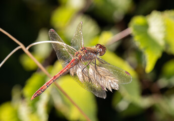 Female Common Darter Dragonfly (Sympetrum striolatum)