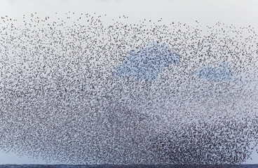 Murmuration of Knot over the Wash Near Snettersham Norfolk