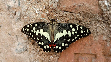 There is a beautiful butterfly on the wall