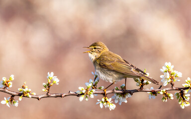 Piecuszek Phylloscopus trochilus wiosna © Sawomir