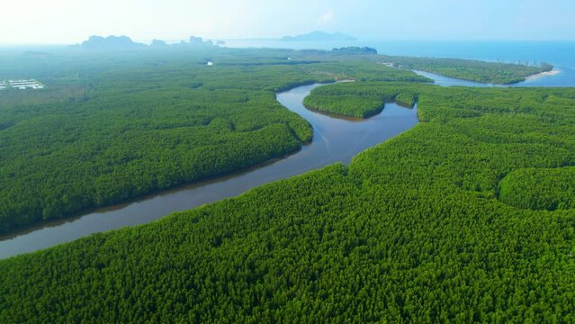 4K Aerial view of mangrove forest at khao jom pa, trang, Thailand. 4k Footage
