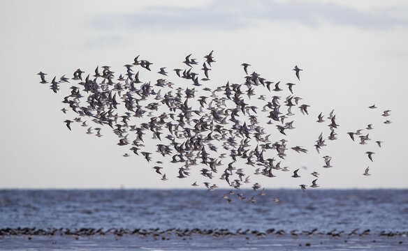 Murmuration Of Knot Over The Wash Near Snettersham Norfolk