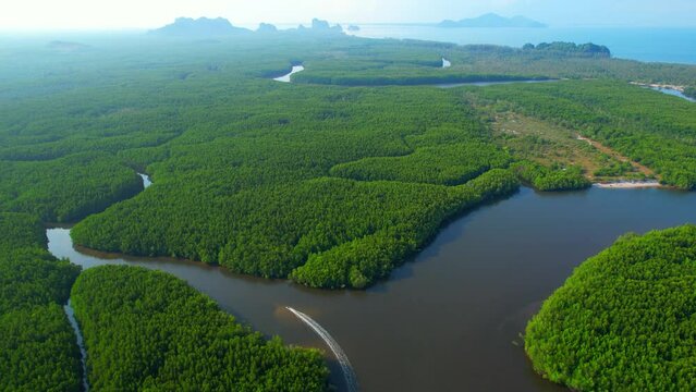 Aerial view green mangrove forest nature tropical rainforest. Mangrove landscape and beautiful river curve. khao jom pa, trang, Thailand. 4K Drone.
