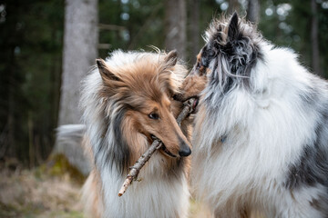 Spielende Collie