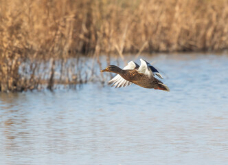 Female Mallard in (Anas platyrhynchos) in Flight