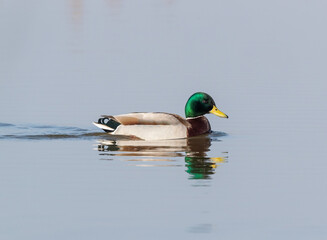Male Mallard in (Anas platyrhynchos) in Breeding Plumage