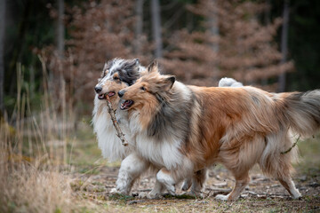 Spielende Collie