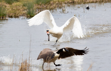 Mute Swan (Cygnus olor) Chasing a Canada Goose