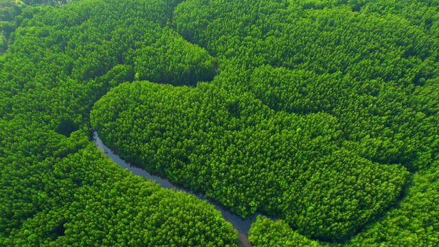 Top view of winding river in tropical mangrove green tree forest in khao jom pa, trang, Thailand. beautiful mangrove forest near the estuary. drone aerial view. 4K
