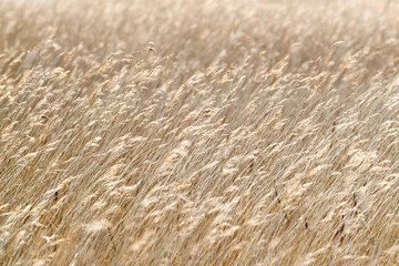 Golden Straw Coloured Reed-bed in the Spring (Phragmites australis)