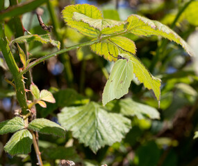 Common Brimstone Butterfly (Gonepteryx rhamni) Showing its Amazing Camouflaged under a Leaf.