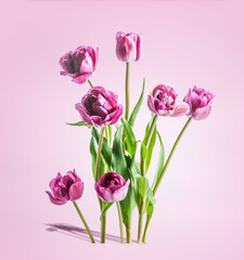 Tulips bunch with purple petals stands on pink background. Seasonal springtime flower. Beautiful bouquet. Front view.