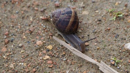 caracol salvando un obstáculo, de color marrón, antenas visuales y sensoriales, lérida, españa, europa