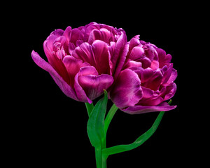 Inflorescence red-purple blooming tulips with green stem and leaves isolated on black background. Studio shot.