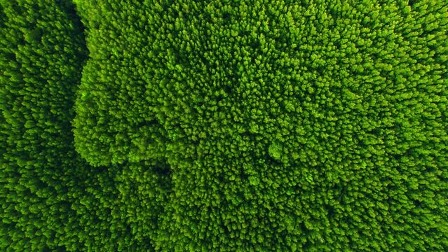 4K Aerial view of mangrove forest at khao jom pa, trang, Thailand. 4k Footage
