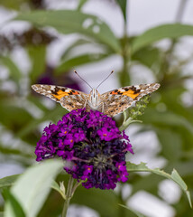 A Painted Lady Butterfly (Vanessa cardui) Feeding on a Buddleia Flower in a Garden.  Looking into the Camera.
