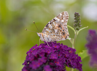 A Painted Lady Butterfly (Vanessa cardui) Feeding on a Buddleia Flower in a Garden. Side view...