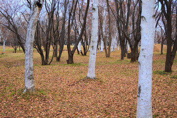 落ち葉と白樺林　
be dotted with white birch trees. 