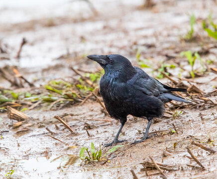 Carrion Crow (Corvus corone)