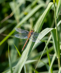 Norfolk Hawker (Aeshna isoceles) on a Reed Leaf.