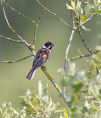Male Reed Bunting (Emberiza schoeniclus)