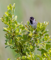 Male Reed Bunting (Emberiza schoeniclus)
