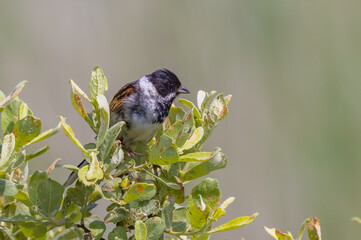 Male Reed Bunting (Emberiza schoeniclus)