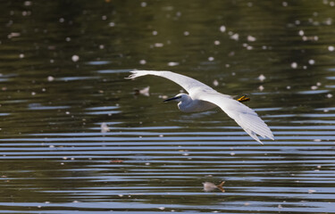 Little Egret (Egretta garzetta) Flying