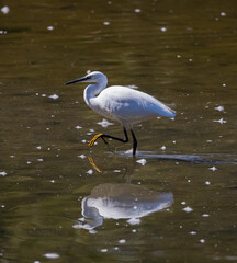 Little Egret (Egretta garzetta) Striding