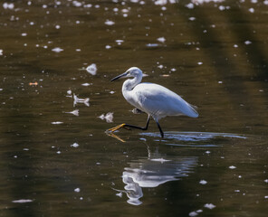 Little Egret (Egretta garzetta) Striding
