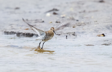 Dunlin (Calidris alpina) Taking Flight