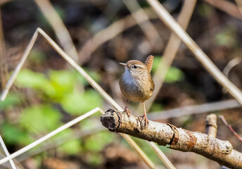 Eurasian wren (Troglodytes troglodytes)