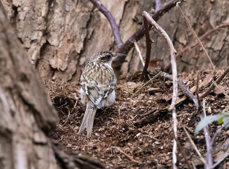 A Eurasian Treecreeper (Certhia familiaris) sits in an oak tree.