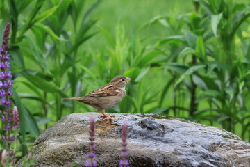 Spatz auf dem Stein