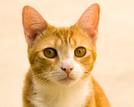Orange Brown Kitten