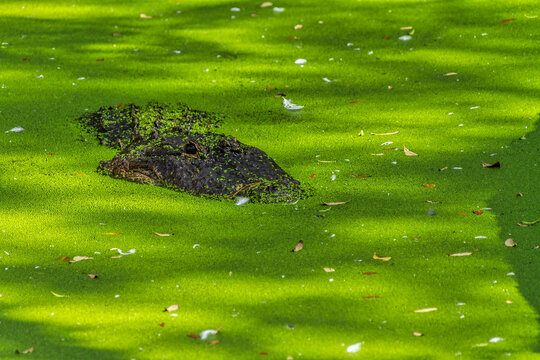 Alligatoe in Algae