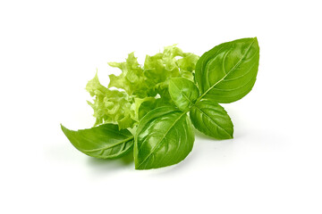 Basil leaves, isolated on white background.