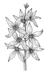 Forsythia branch. Golden Bell, blossoming flowers. Floral background in line art style. Hand drawn vintage vector illustration in black and white style.