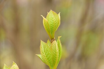 初夏　瑞々しい若葉