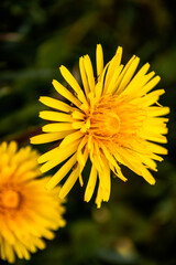 Blooming dandelion in the forest - obrazy, fototapety, plakaty