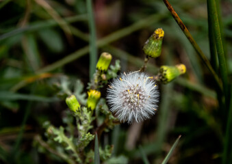 Dandelions in the meadow