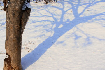雪の朝、光の中に木のシルエットを見る