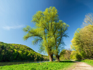 Hiking path along the Donau River to the Monastery Weltenburg during Spring time