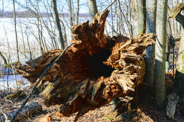 bare trees in early spring, old tree trunks, tree trunk close-up