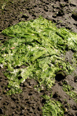 Green seaweed which has been stretched out and dried on the shore as the tide receeded