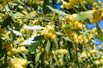 Mediterranean plant, Laurel tree, Laurus nobilis, in bloom covered with yellow flowers, in Brijuni,...